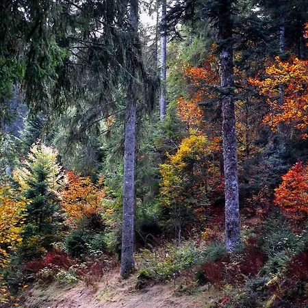 C3 Albmatte-fewo Sauna, Hallenbad Aussenbecken Massagen Nebenan * Санкт-Блазиен
