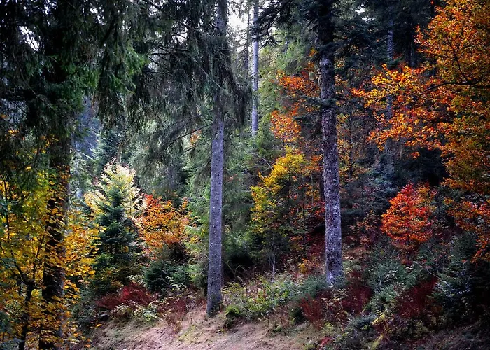 C3 Albmatte-fewo Sauna, Hallenbad Aussenbecken Massagen Nebenan * St. Blasien